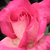 Roza - Vrtnica čajevka - Rose Gaujard